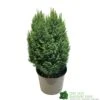 Chamaecyparis Lawsoniana 'Snow White' Conifer 5Ltr Pot 1 Chamaecyparis Lawsoniana 'Snow White' Conifer 5Ltr Pot -The Old Railway Line 5055028609204