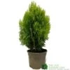 Platycladus Orientalis 'Aurea Nana' Conifer 3Ltr Pot 2 Platycladus Orientalis 'Aurea Nana' Conifer 3Ltr Pot -The Old Railway Line 5055028611450 39840ba5 80e2 4a2b bcc9 794210773027