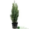 Chamaecyparis Lawsoniana 'White Spot' Conifer 3Ltr Pot 2 Chamaecyparis Lawsoniana 'White Spot' Conifer 3Ltr Pot -The Old Railway Line 5055028612464 89e1d63b 3abc 4430 b905 9ff33733196f