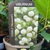 Viburnum 'Opulus Sterile' 3Ltr Pot 1 Viburnum 'Opulus Sterile' 3Ltr Pot -The Old Railway Line 5055028624009