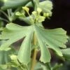 Ginkgo Biloba Maidenhair Tree 10Ltr Pot 1 Ginkgo Biloba Maidenhair Tree 10Ltr Pot -The Old Railway Line 5055028630499 ade86239 5143 4316 b6c2 c20fa427ed81