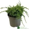 Juniper 'Holger' 3Ltr Pot 1 Juniper 'Holger' 3Ltr Pot -The Old Railway Line 5055028641969