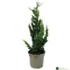 Chamaecyparis Lawsoniana 'Wisselii' 3Ltr Pot -The Old Railway Line 5055028643017