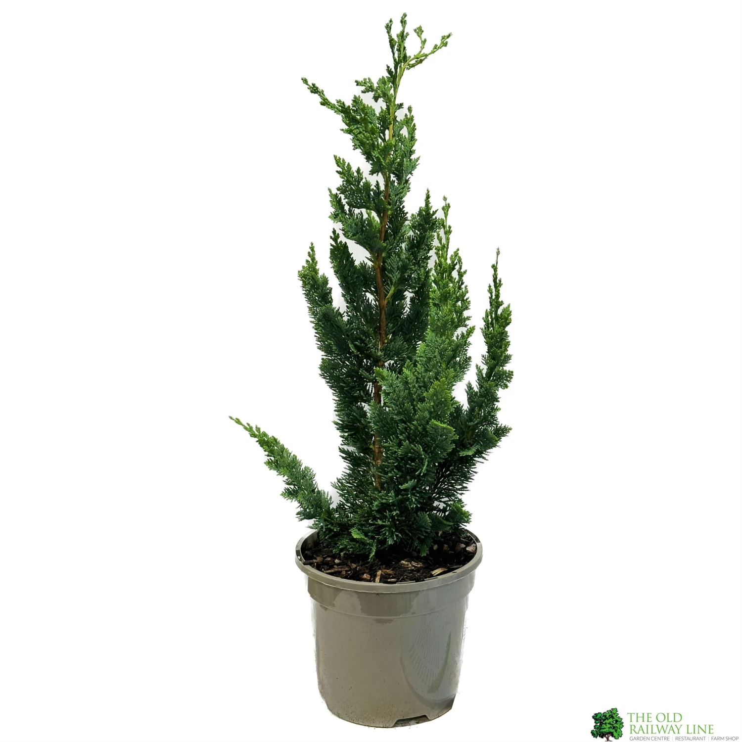Chamaecyparis Lawsoniana 'Wisselii' 3Ltr Pot 3 Chamaecyparis Lawsoniana 'Wisselii' 3Ltr Pot