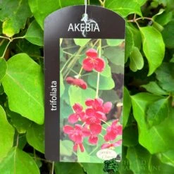 Akebia 'Tifoliata' Chocolate Vine 3Ltr Pot