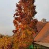Liquidambar Styraciflua ‘Slender Silhouette’ Sweet Gum Tree 10Ltr Pot 2 Liquidambar Styraciflua ‘Slender Silhouette’ Sweet Gum Tree 10Ltr Pot -The Old Railway Line 5055028648760 06514383 2276 4df4 872b cee95b4eda42