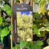 Fallopia 'Baldschuanica' Russian Vine Climber 3Ltr Pot 1 Fallopia 'Baldschuanica' Russian Vine Climber 3Ltr Pot -The Old Railway Line 5055028663237