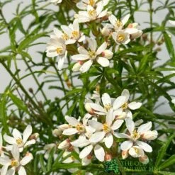 Choisya ? Dewitteana 'White Dazzler' Mexican Orange Plant 3Ltr Pot 5 Choisya ? Dewitteana 'White Dazzler' Mexican Orange Plant 3Ltr Pot -The Old Railway Line 5055028666795 2