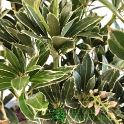 Pieris 'Polar Passion' 3Ltr Pot (NL) 5 Pieris 'Polar Passion' 3Ltr Pot (NL) -The Old Railway Line 5055286310560 2