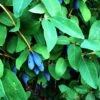 Honeyberry 'Blue Banana' Fruit Bush 3 Ltr Pot 2 Honeyberry 'Blue Banana' Fruit Bush 3 Ltr Pot -The Old Railway Line 5060016047111