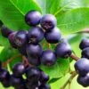 Aronia Lowberry 'Little Helpers' 3Ltr Pot 2 Aronia Lowberry 'Little Helpers' 3Ltr Pot -The Old Railway Line 5060016048163
