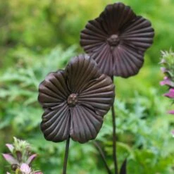 Wilstone 127cm Iron Poppy Flower Garden -The Old Railway Line 5060345971767 4