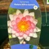 Water Lily Nymphaea Madame Wilfron Gonnere Pond Plant 3Ltr Pot 1 Water Lily Nymphaea Madame Wilfron Gonnere Pond Plant 3Ltr Pot -The Old Railway Line 755598910261