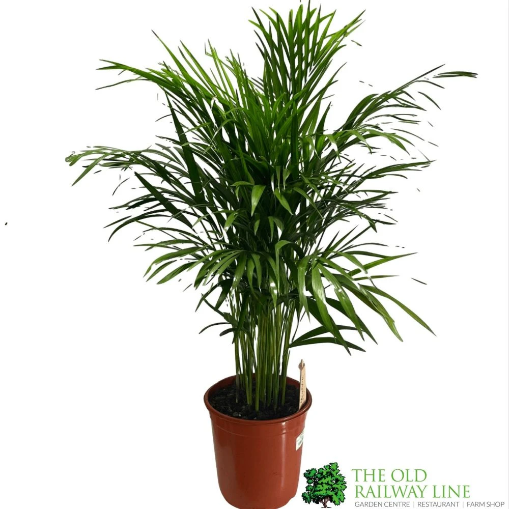 Areca Dypsis Lutescens Indoor Palm 1.5m Tall 3 Areca Dypsis Lutescens Indoor Palm 1.5m Tall