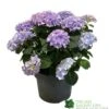 Hydrangea Macrophylla 'Mophead Blue' 5Ltr Pot 2 Hydrangea Macrophylla 'Mophead Blue' 5Ltr Pot -The Old Railway Line 8717432165819