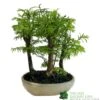 Bonsai 'Metasequoia' 15cm Round Pot 2 Bonsai 'Metasequoia' 15cm Round Pot -The Old Railway Line 8717432989422