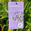 Agapanthus 'Summer Love Blue' 2Ltr Pot 2 Agapanthus 'Summer Love Blue' 2Ltr Pot -The Old Railway Line 8718838011465