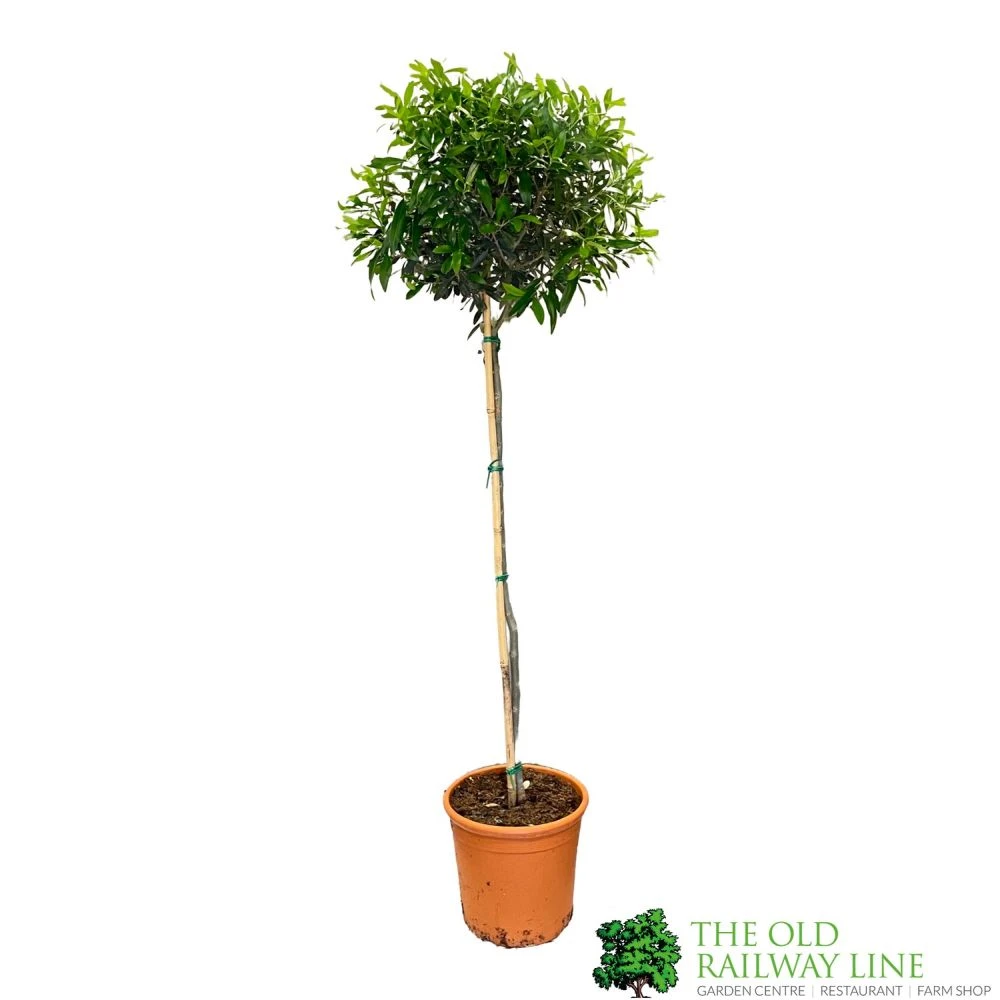 Olive Tree 'Olea Europaea' 1.5m Tall 3 Olive Tree 'Olea Europaea' 1.5m Tall