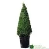 Buxus Pyramid Topiary Plant 22cm Pot 1 Buxus Pyramid Topiary Plant 22cm Pot -The Old Railway Line 8718985492360 2a862edb 6912 4bf6 ba7b 51f24962f89e