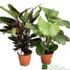 Calathea Houseplant (Mixed Varieties) 19cm Pot 2 Calathea Houseplant (Mixed Varieties) 19cm Pot -The Old Railway Line 8718985581125