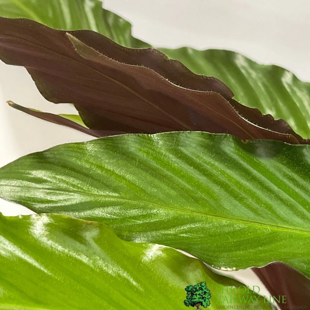 Calathea Houseplant (Mixed Varieties) 19cm Pot 3 Calathea Houseplant (Mixed Varieties) 19cm Pot - Image 2