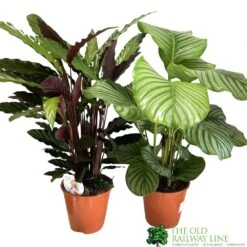 Calathea Houseplant (Mixed Varieties) 19cm Pot