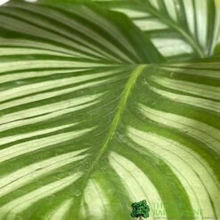 Calathea Houseplant (Mixed Varieties) 19cm Pot 6 Calathea Houseplant (Mixed Varieties) 19cm Pot -The Old Railway Line 8718985581125 3