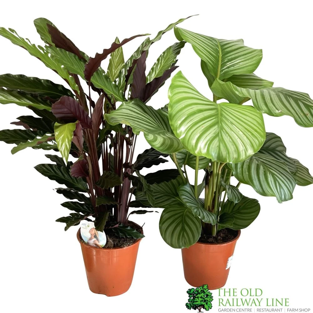 Calathea Houseplant (Mixed Varieties) 19cm Pot 2 Calathea Houseplant (Mixed Varieties) 19cm Pot