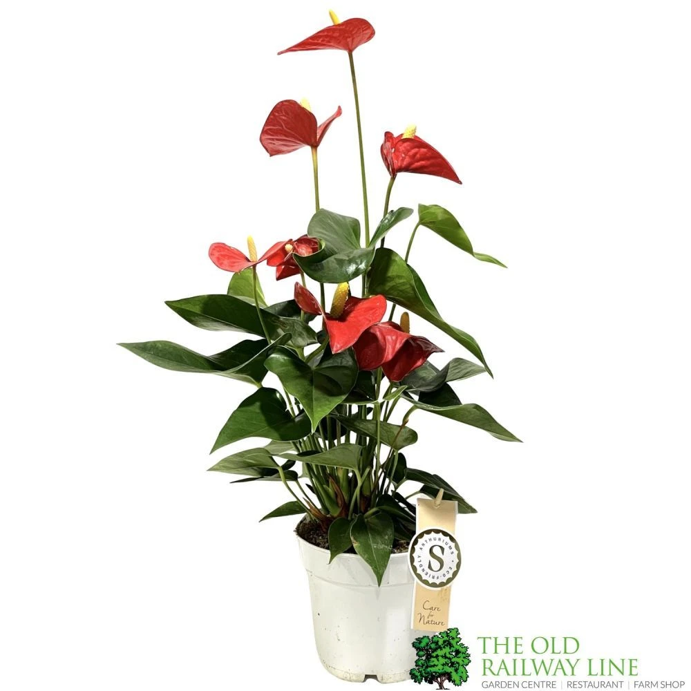 Anthurium 'Red Champion' Plant 14cm Pot 3 Anthurium 'Red Champion' Plant 14cm Pot