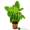 Calathea 'Zebrina' Zebra Plant 14cm Pot 2 Calathea 'Zebrina' Zebra Plant 14cm Pot -The Old Railway Line 8718985714967