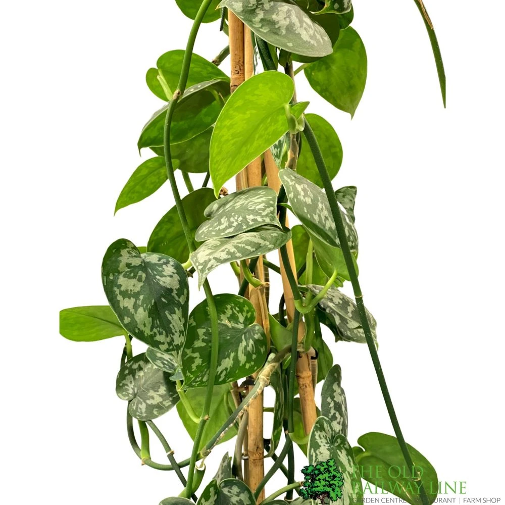 Epipremnum 'Trebie' Satin Pothos Houseplant 1.6m Tall (NL) 4 Epipremnum 'Trebie' Satin Pothos Houseplant 1.6m Tall (NL) - Image 2