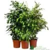 Ficus Benjamina Mixed Variety 19cm 2 Ficus Benjamina Mixed Variety 19cm -The Old Railway Line 8719127092356