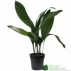 Aspidistra 'Cast Iron' Houseplant 17cm Pot -The Old Railway Line 8719127861174