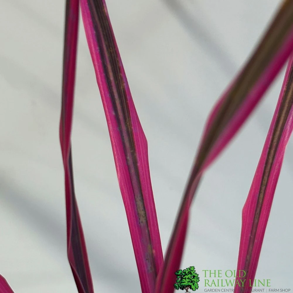 Cordyline Australis 'Pink Passion' 2Ltr Pot 4 Cordyline Australis 'Pink Passion' 2Ltr Pot - Image 2
