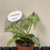 Syngonium 'Mottled' Rare Houseplant 12cm Pot (NL) 2 Syngonium 'Mottled' Rare Houseplant 12cm Pot (NL) -The Old Railway Line 8719522547628