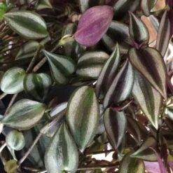 Tradescantia Hanging 17cm Pot Assorted Colours Available -The Old Railway Line 8719562620954 3