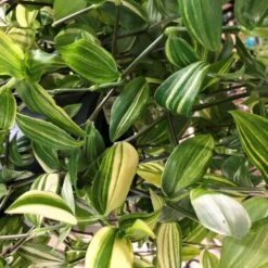 Tradescantia Hanging 17cm Pot Assorted Colours Available -The Old Railway Line 8719562620954 4