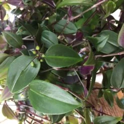 Tradescantia Hanging 17cm Pot Assorted Colours Available -The Old Railway Line 8719562620954 5