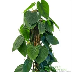 Philodendron 'Scandens' Houseplant On Moss Pole 1.5m Tall