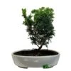 Bonsai Tree 'Chamaecyparis' Outdoor Bonsai 20cm Pot 1 Bonsai Tree 'Chamaecyparis' Outdoor Bonsai 20cm Pot -The Old Railway Line 8719562861814