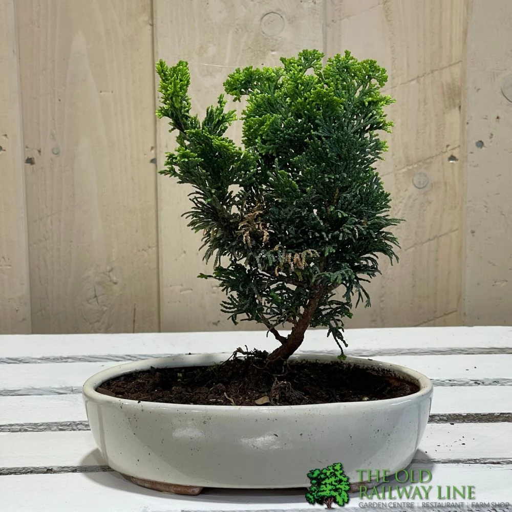 Bonsai Tree 'Chamaecyparis' Outdoor Bonsai 20cm Pot 4 Bonsai Tree 'Chamaecyparis' Outdoor Bonsai 20cm Pot - Image 2