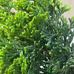 Bonsai Tree 'Chamaecyparis' Outdoor Bonsai 20cm Pot 7 Bonsai Tree 'Chamaecyparis' Outdoor Bonsai 20cm Pot -The Old Railway Line 8719562861814 3