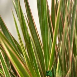 The Old Railway Line -The Old Railway Line 8720496157041 2