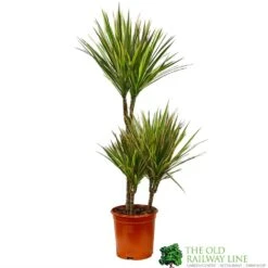 Dracaena Marginata 'Bicolor' 21cm Pot