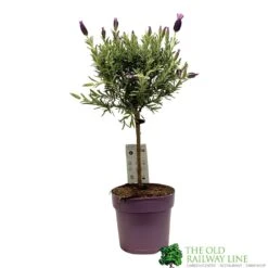 Lavandula 'Anouk' Lavender Tree 15cm Pot