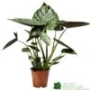 Alocasia 'wentii' Houseplant 17cm Pot 1 Alocasia 'wentii' Houseplant 17cm Pot -The Old Railway Line 8720496315342